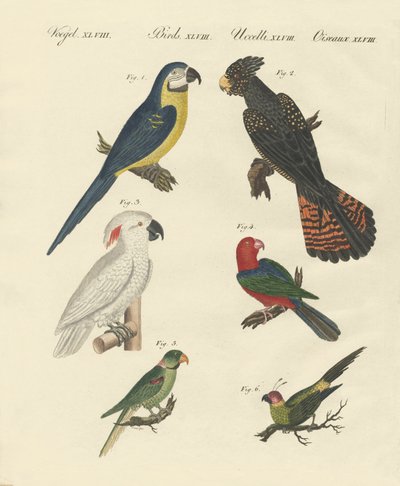 Different kinds of parrots by German School