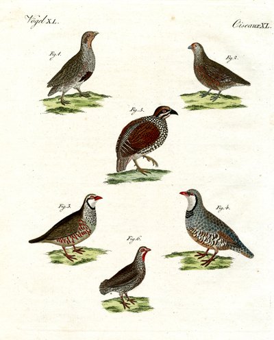 Different Kinds of Partridges by German School