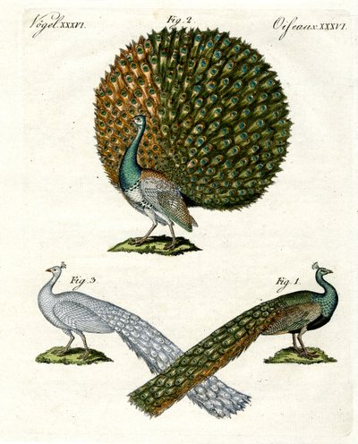 Different Kinds of Peacocks by German School