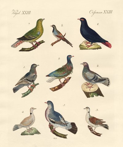 Different Kinds of Pigeons by German School