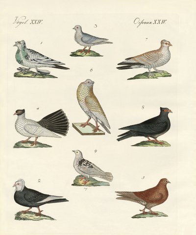 Different Kinds of Pigeons by German School