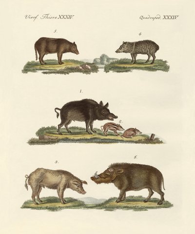 Different Kinds of Pigs by German School