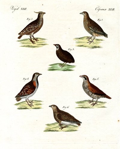 Different kinds of quails by German School