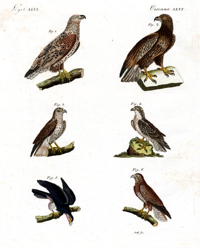 Different kinds of raptors by German School