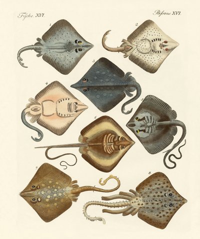 Different Kinds of Rays by German School