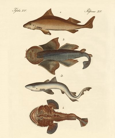 Different Kinds of Sharks by German School