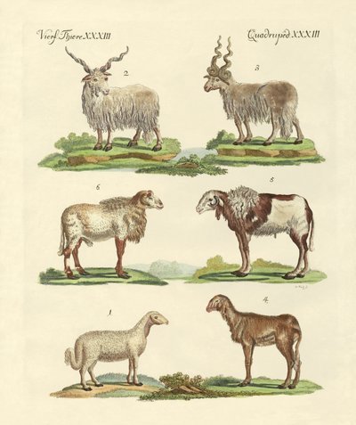 Different Kinds of Sheep by German School