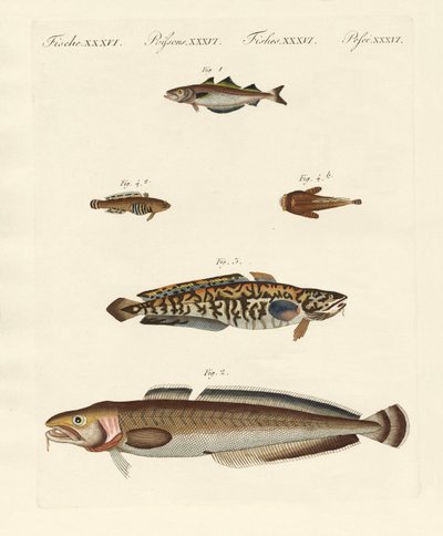 Different Kinds of Shellfish by German School
