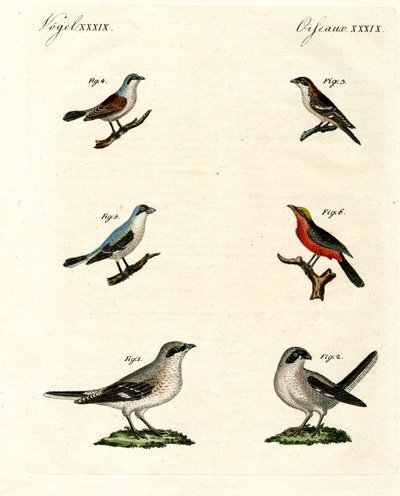 Different Kinds of Shrikes by German School