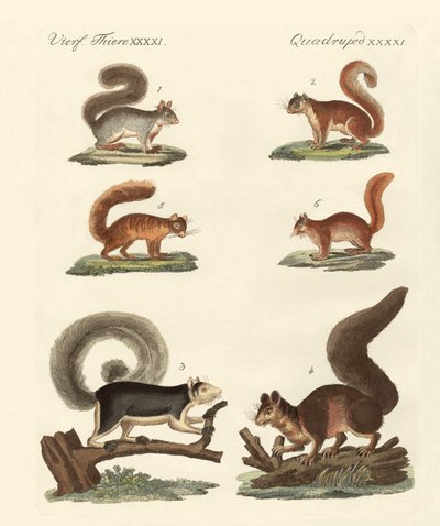 Different Kinds of Squirrels by German School