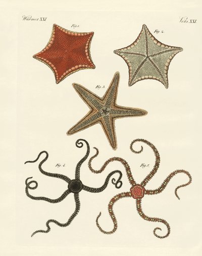 Different Kinds of Starfish by German School
