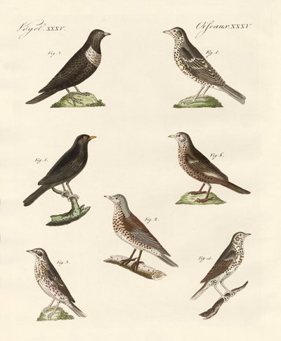 Different Kinds of Thrushes by German School