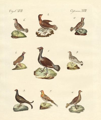 Different Kinds of Woodhens by German School