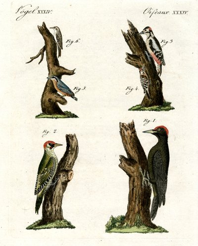 Different Kinds of Woodpecker by German School