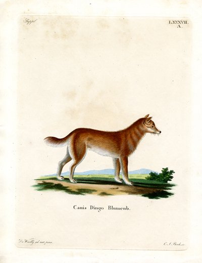 Dingo by German School