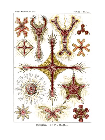 Discoidea, 1899-1904 by German School