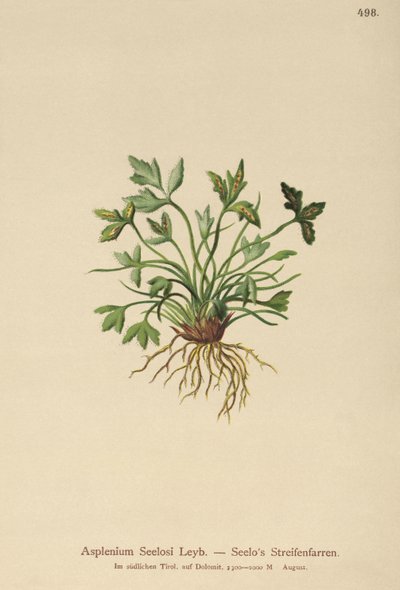 Dolomite Spleenwort by German School
