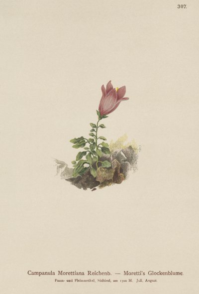 Dolomite Bellflower by German School