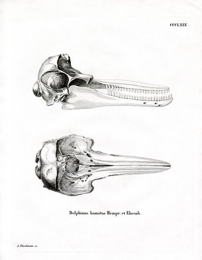 Dolphin Skull by German School