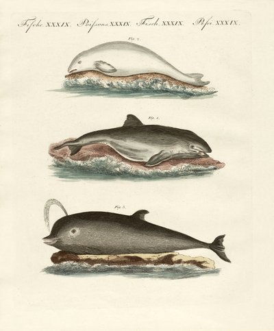 Dolphins by German School