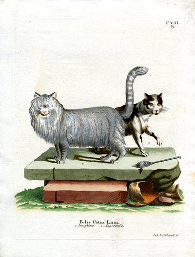 Domestic Cat by German School