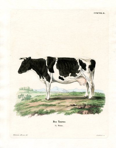 Domestic Cattle by German School