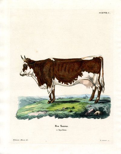Domestic Cattle by German School