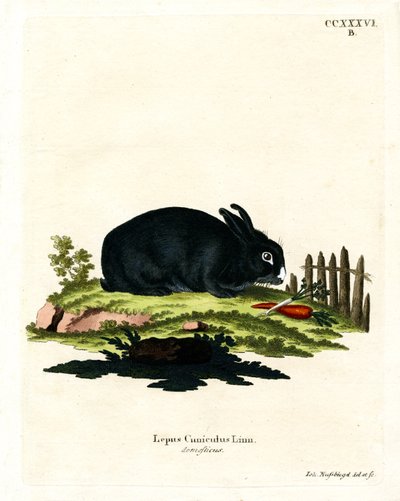 Domestic Rabbit by German School
