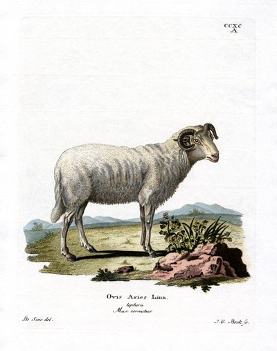 Domestic Sheep by German School