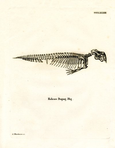 Dugong Skeleton by German School