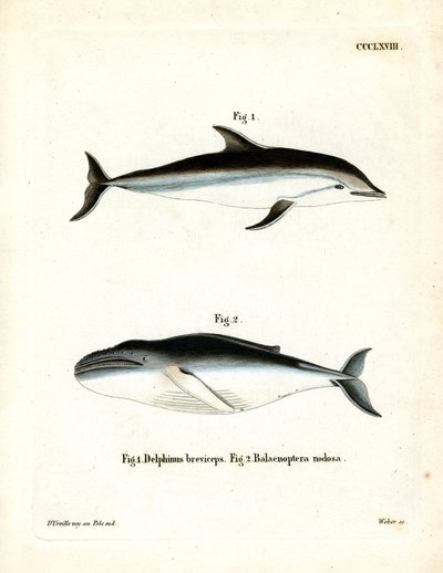 Dusky Dolphin by German School