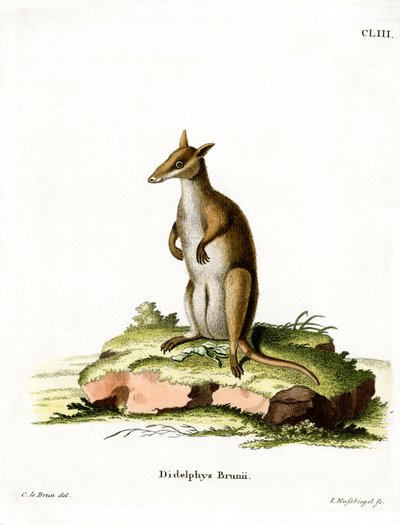 Dusky Wallaby by German School