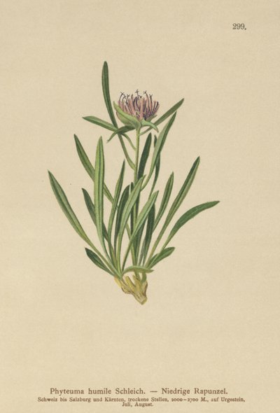 Dwarf Rampion by German School