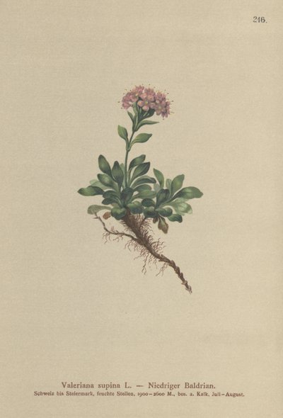 Dwarf Valerian by German School