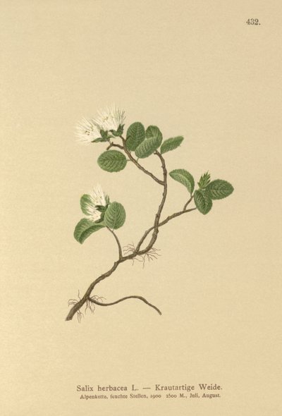 Dwarf Willow by German School