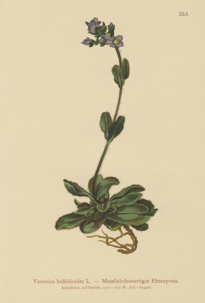 Dwarf Blue Speedwell by German School