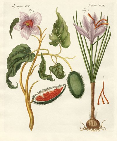 Dye Plants by German School