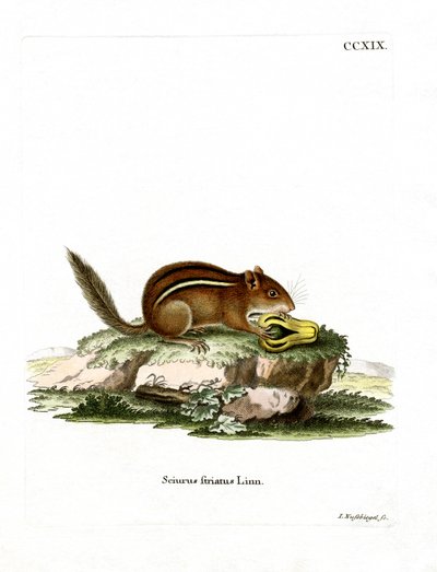 Eastern American Chipmunk by German School