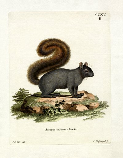 Eastern Fox Squirrel by German School