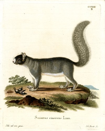 Eastern Gray Squirrel by German School