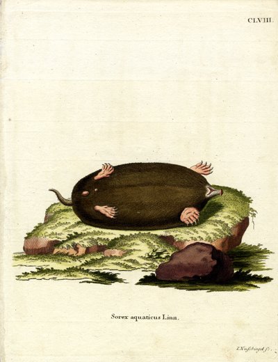 Eastern Mole by German School