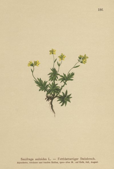 Eastern Saxifrage by German School