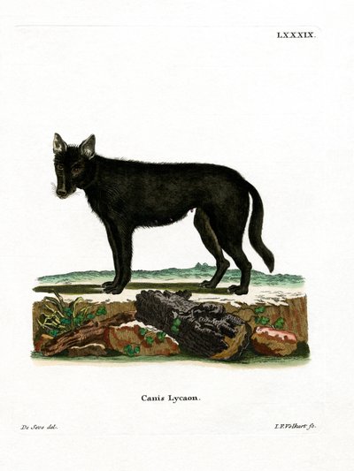 Eastern Timber Wolf by German School