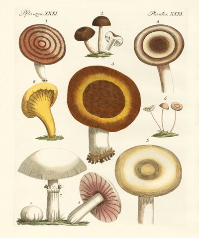 Edible Mushrooms by German School