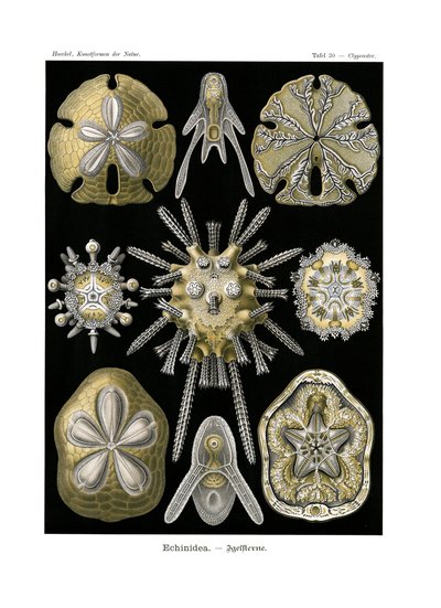 Echinidea, 1899-1904 by German School