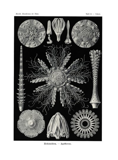 Echinidea by German School