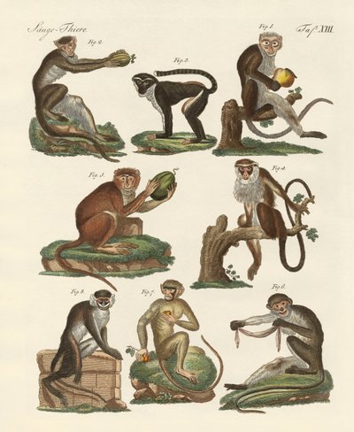 Eight kinds of guenon by German School