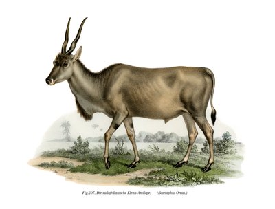 Eland by German School
