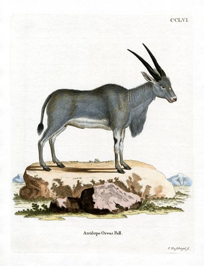 Eland Antelope by German School