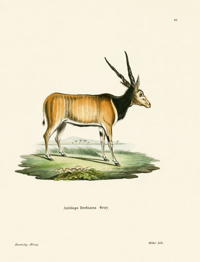 Eland Antelope by German School